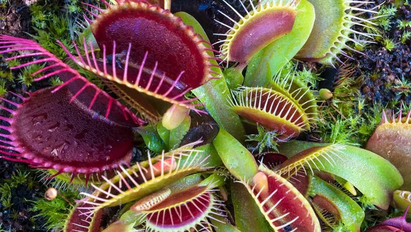 Venus Flytrap's Snap Judgement
