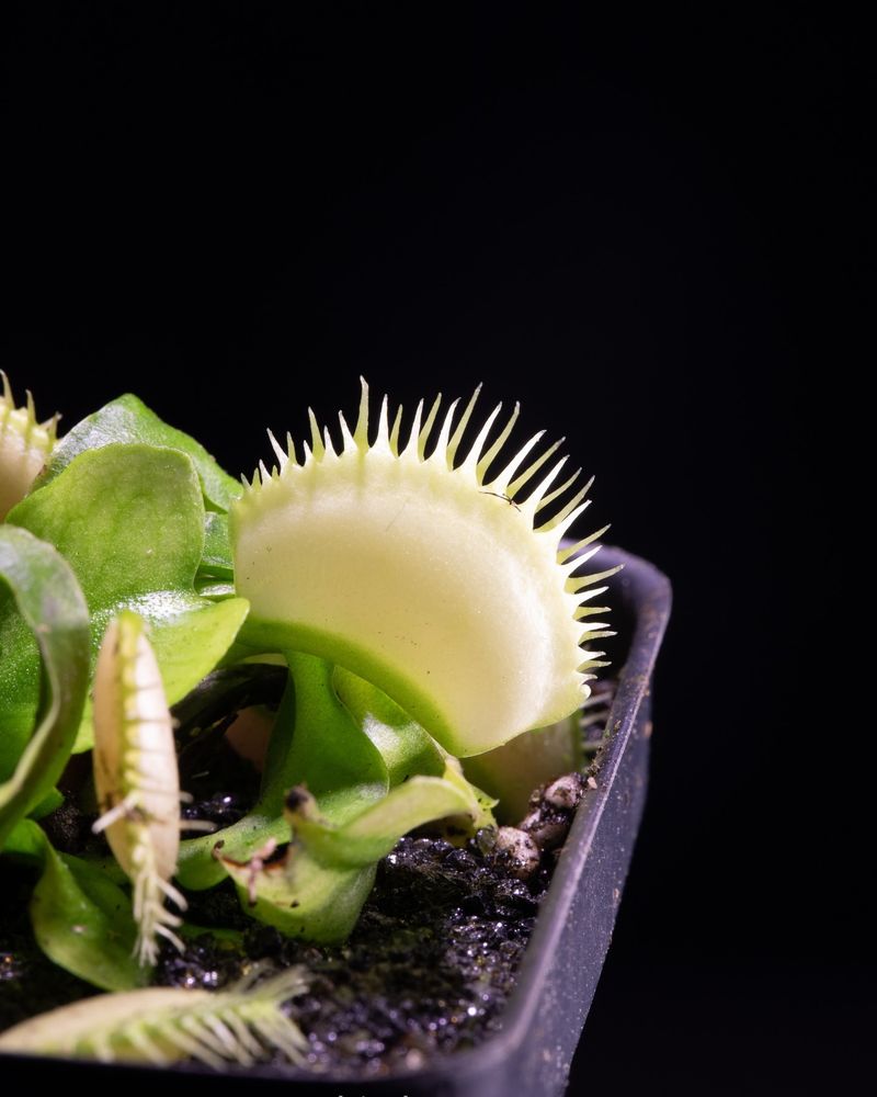 Venus Flytrap