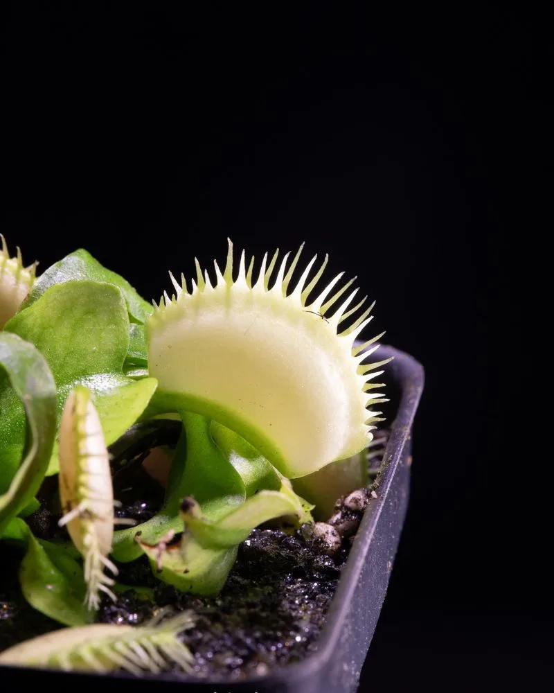 Venus Flytrap