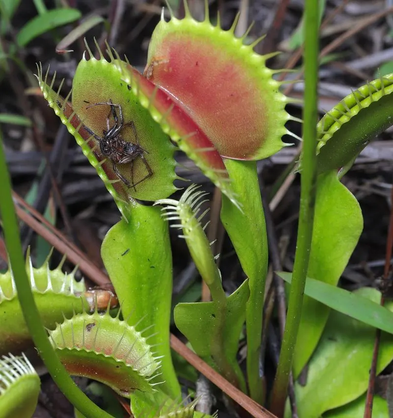 Venus Flytrap