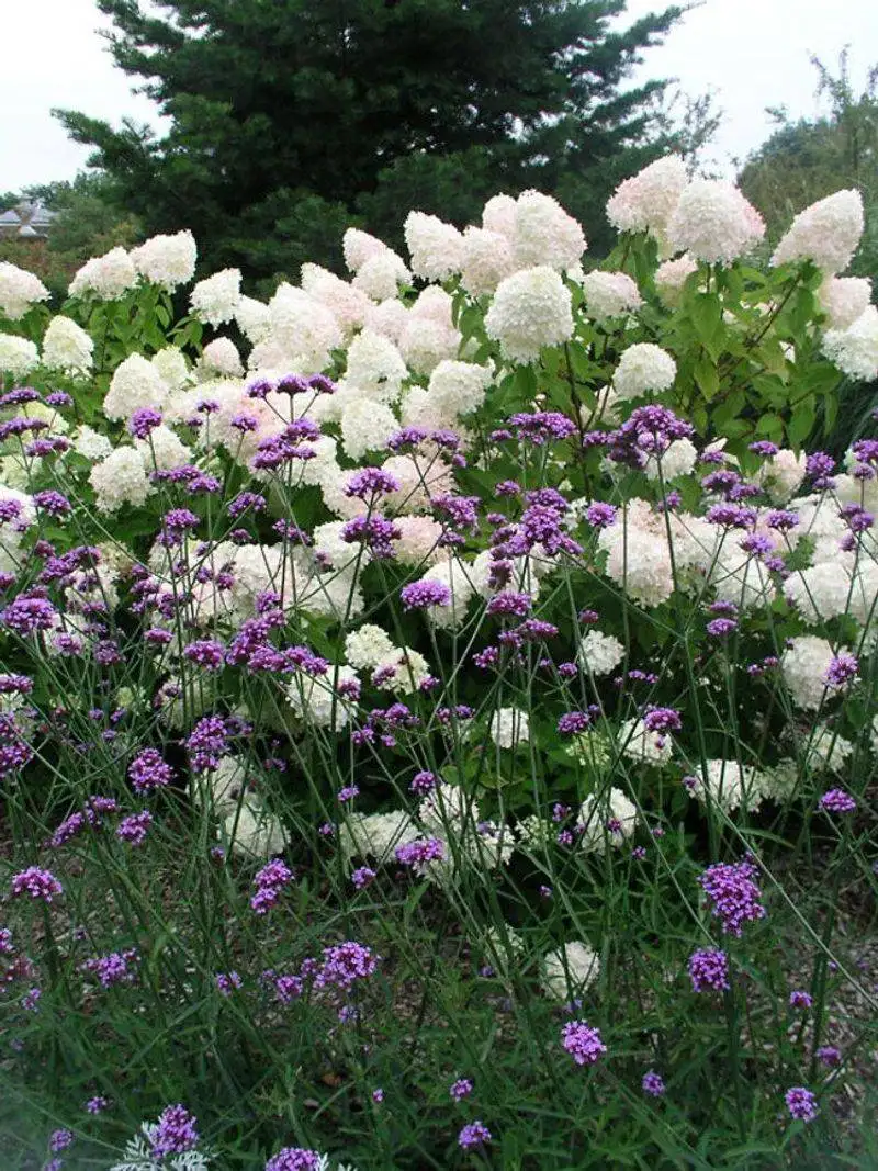 Verbena