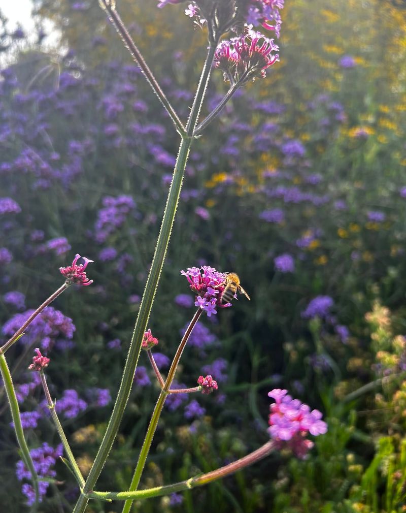 Verbena