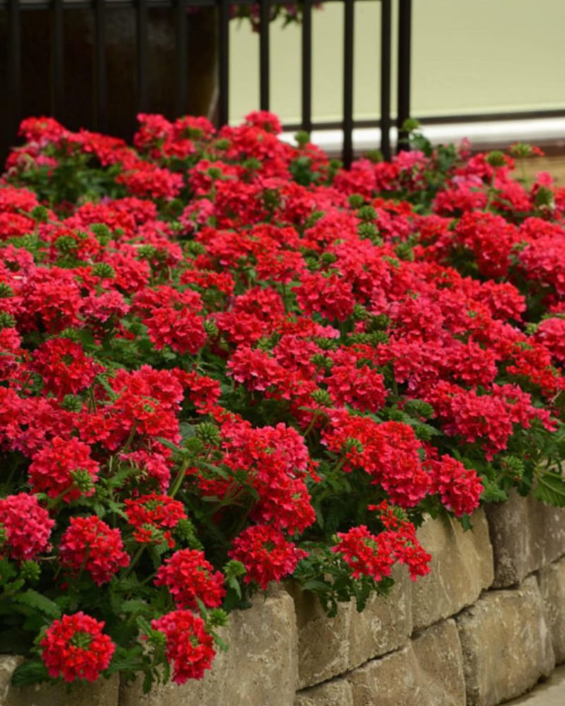 Verbena