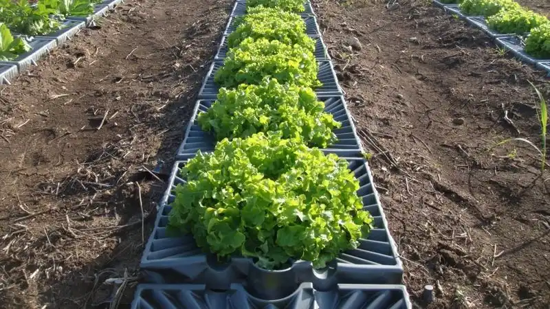 Vertical Farming Innovations