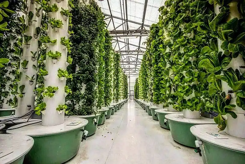 Vertical Gardening