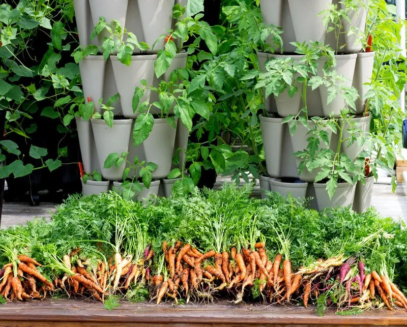 Vertical Vegetable Garden