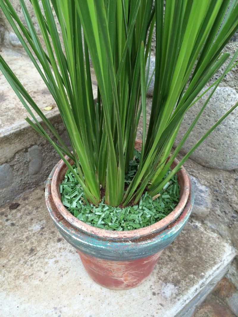 Vetiver