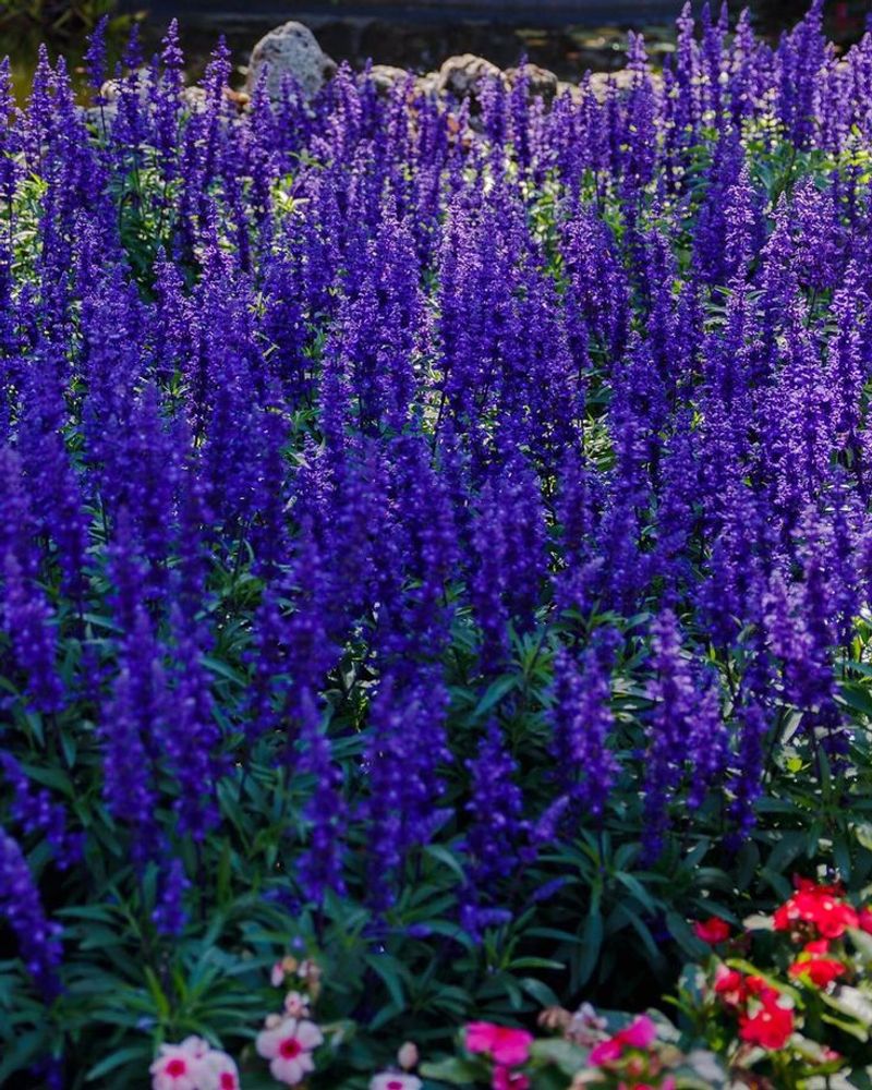 Victoria Blue Salvia
