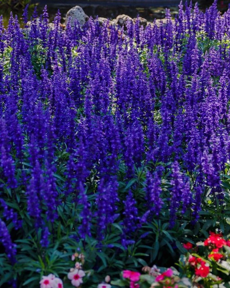 Victoria Blue Salvia