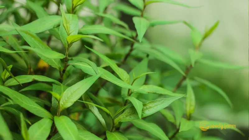 Vietnamese Coriander