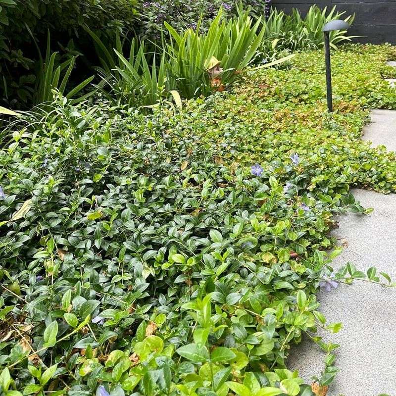 Vinca Minor