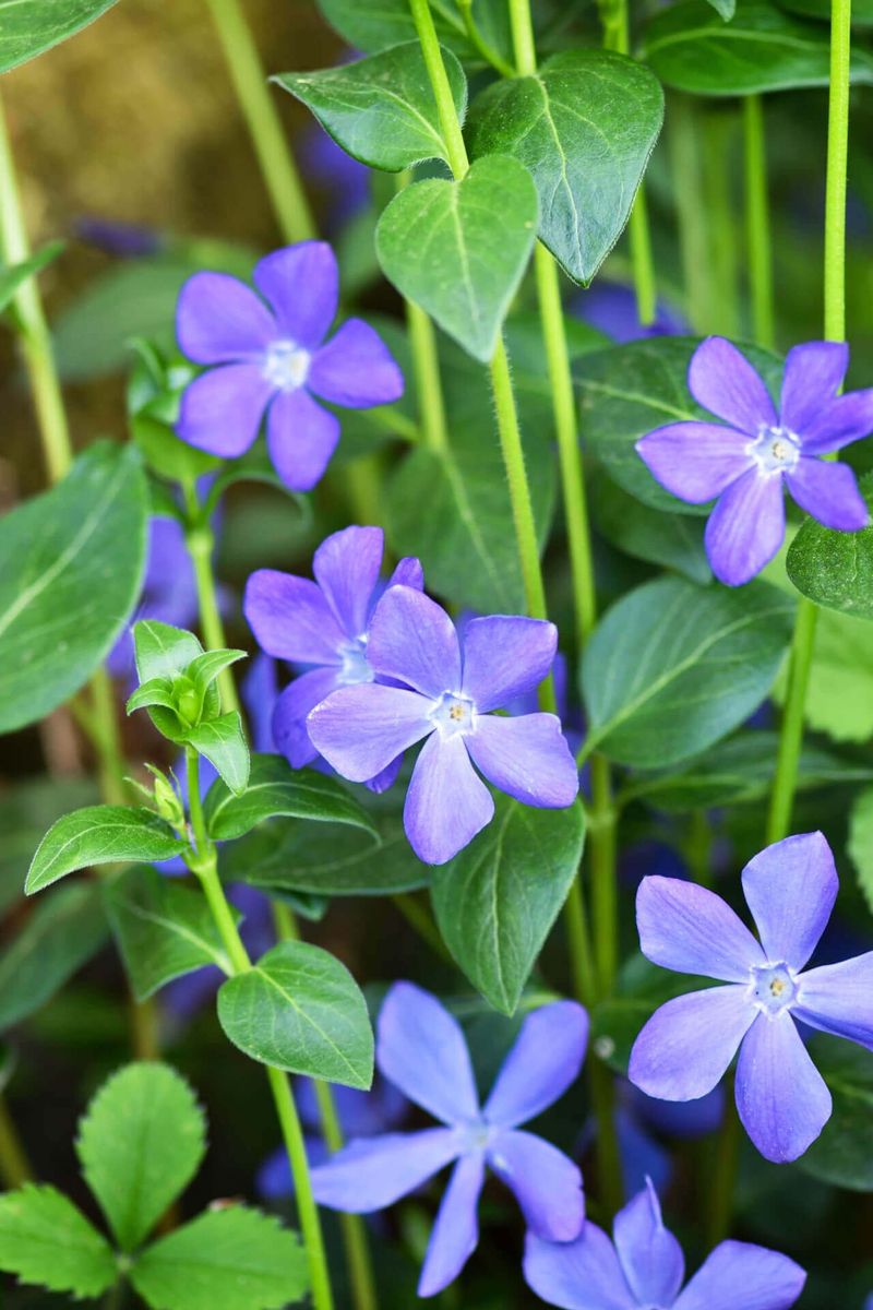 Vinca Minor (Periwinkle)