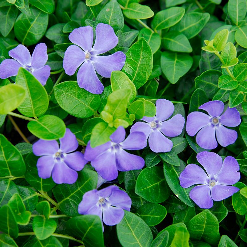 Vinca Minor (Periwinkle)