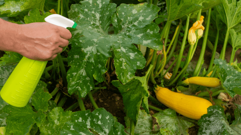 Vinegar for Cleaning Plant Leaves