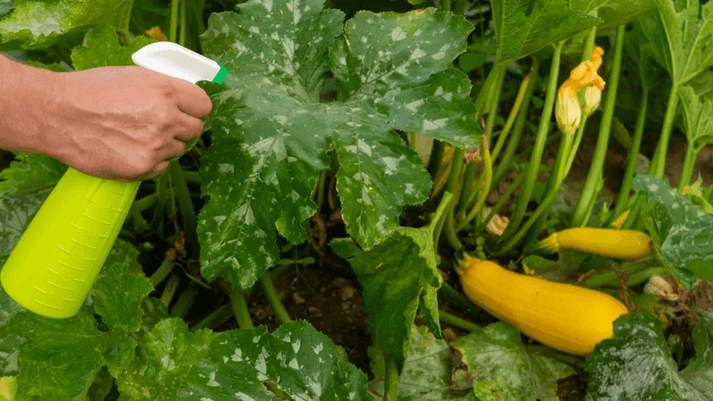 Vinegar for Cleaning Plant Leaves