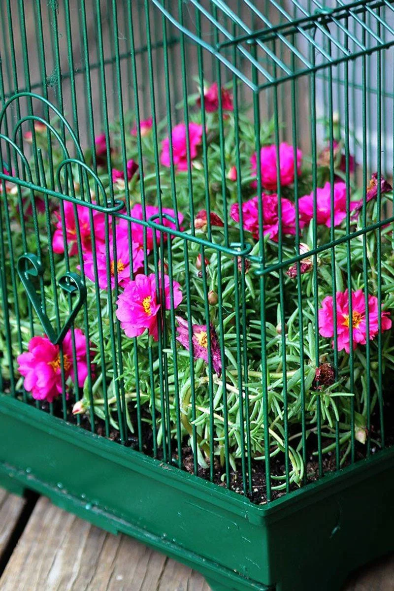 Vintage Birdcage Planters