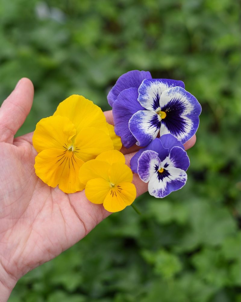 Viola