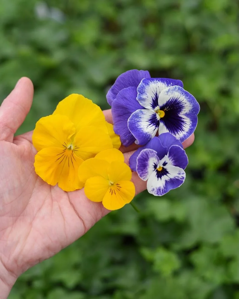 Viola