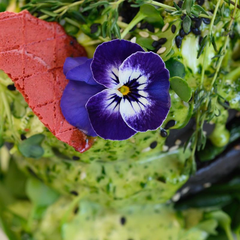 Viola