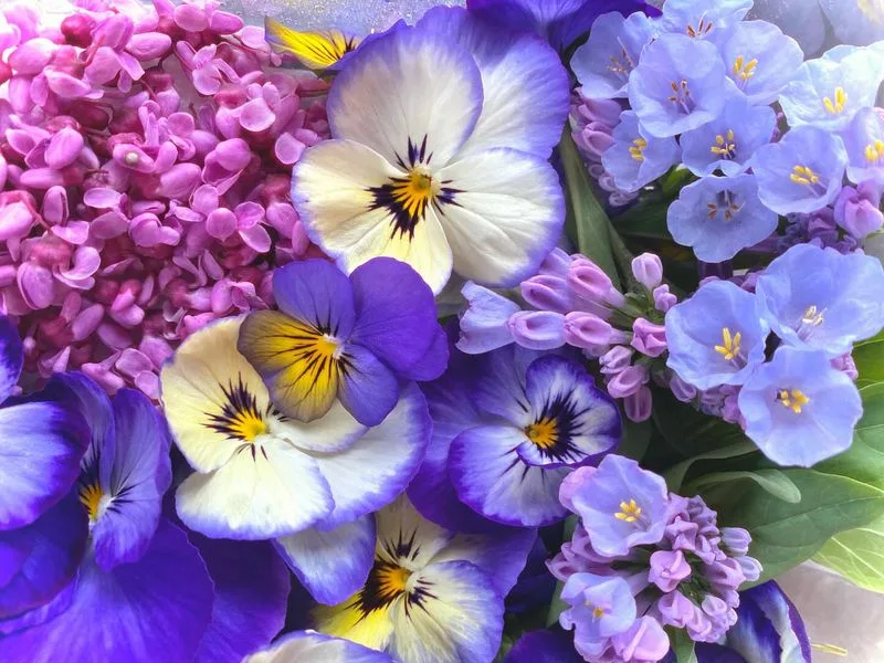Violas