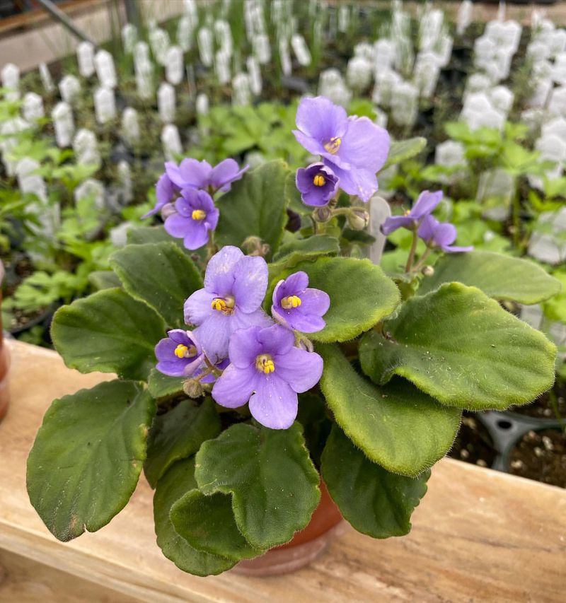 Violet
