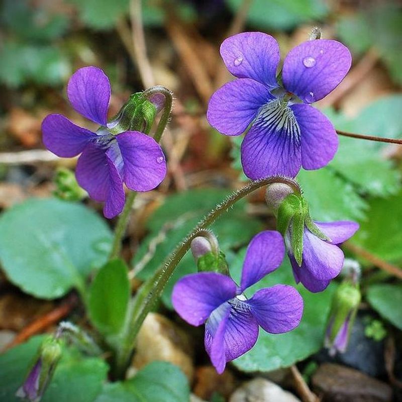 Violet