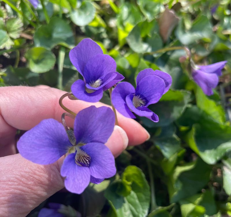 Violet
