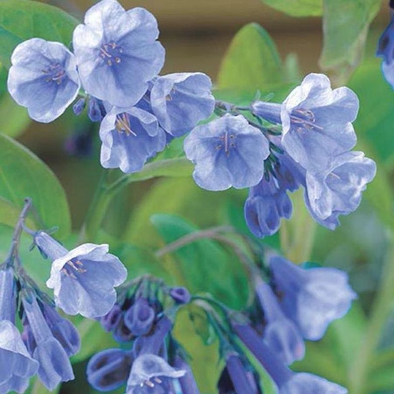 Virginia Bluebells
