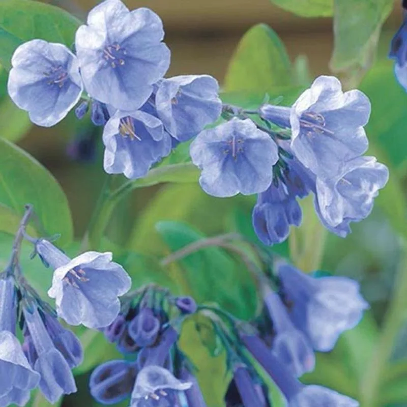 Virginia Bluebells