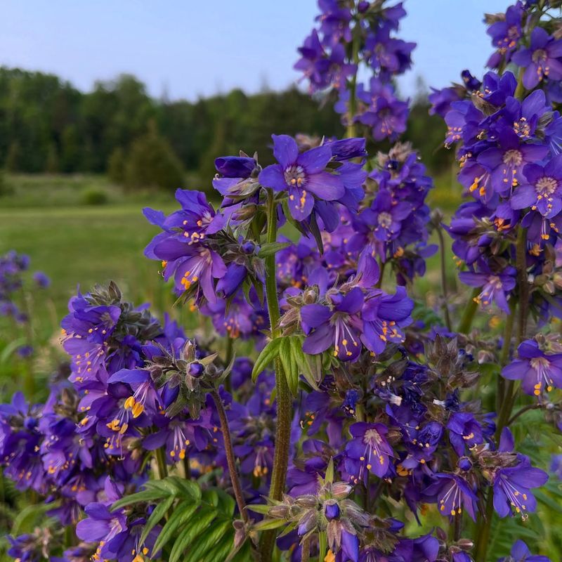 Jacob’s Ladder (Polemonium caeruleum)
