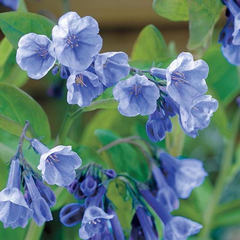Virginia Bluebells