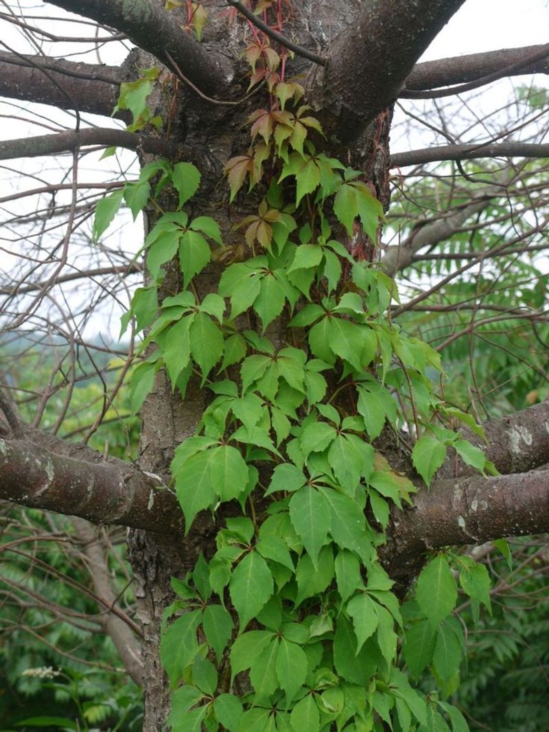 Virginia Creeper