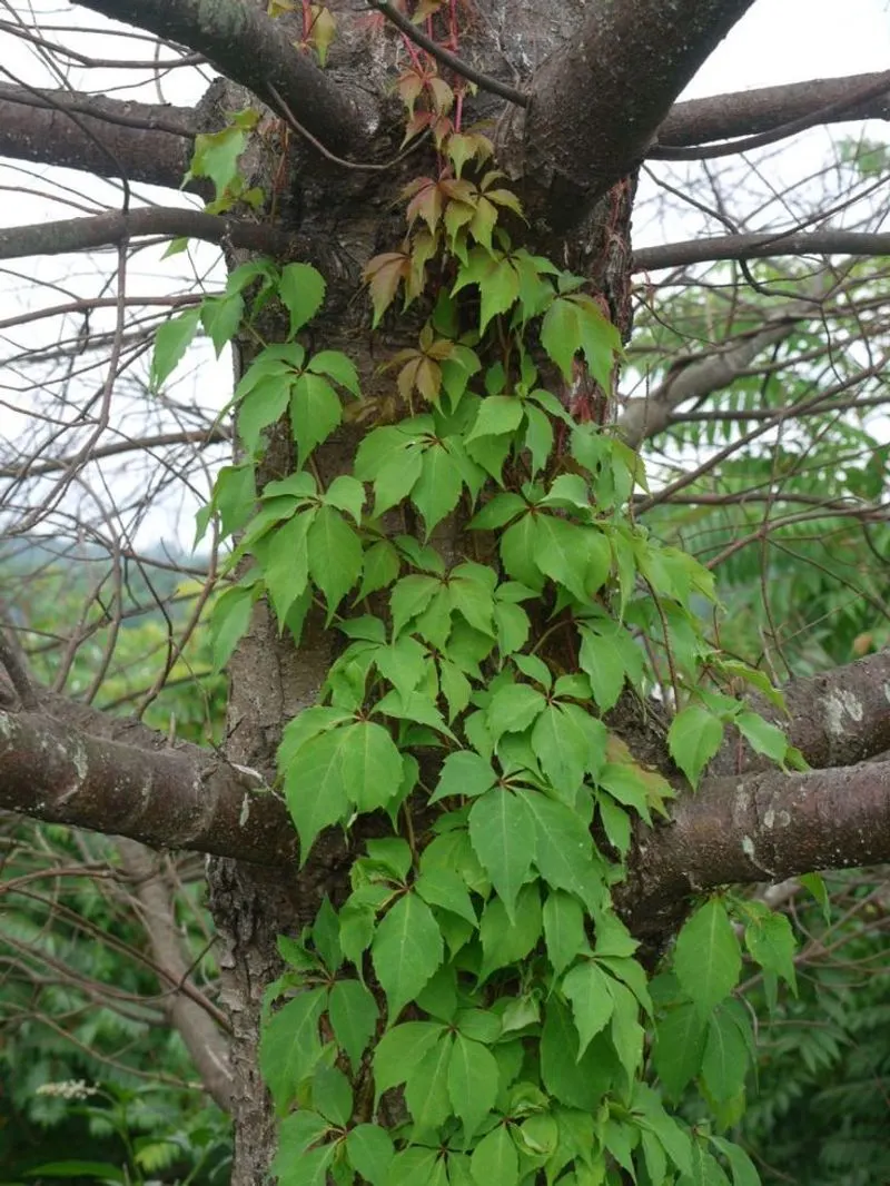 Virginia Creeper