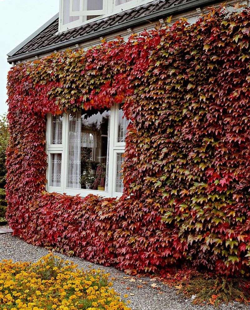 Virginia Creeper