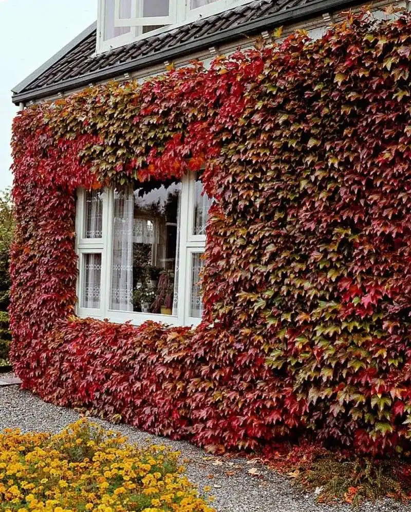 Virginia Creeper