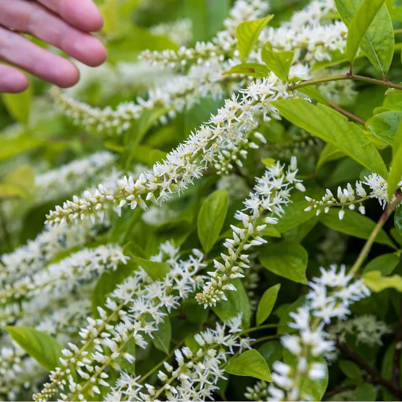 Virginia Sweetspire (Itea virginica)