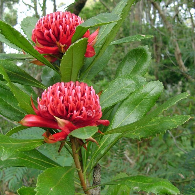 Waratah (Telopea speciosissima)