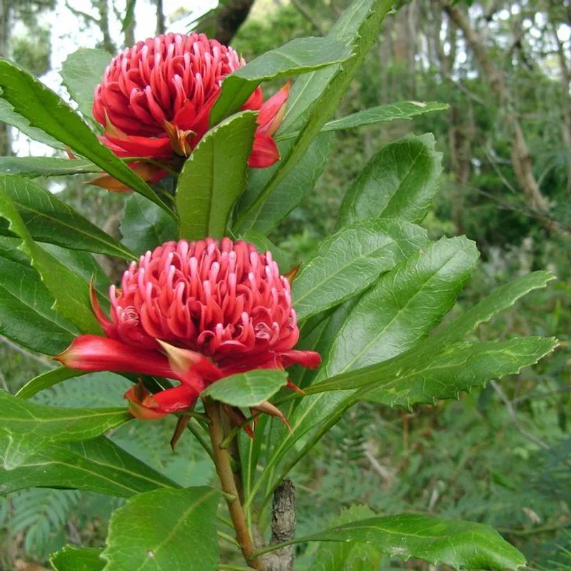 Waratah (Telopea speciosissima)