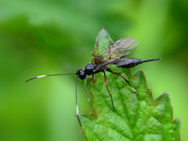 Wasps
