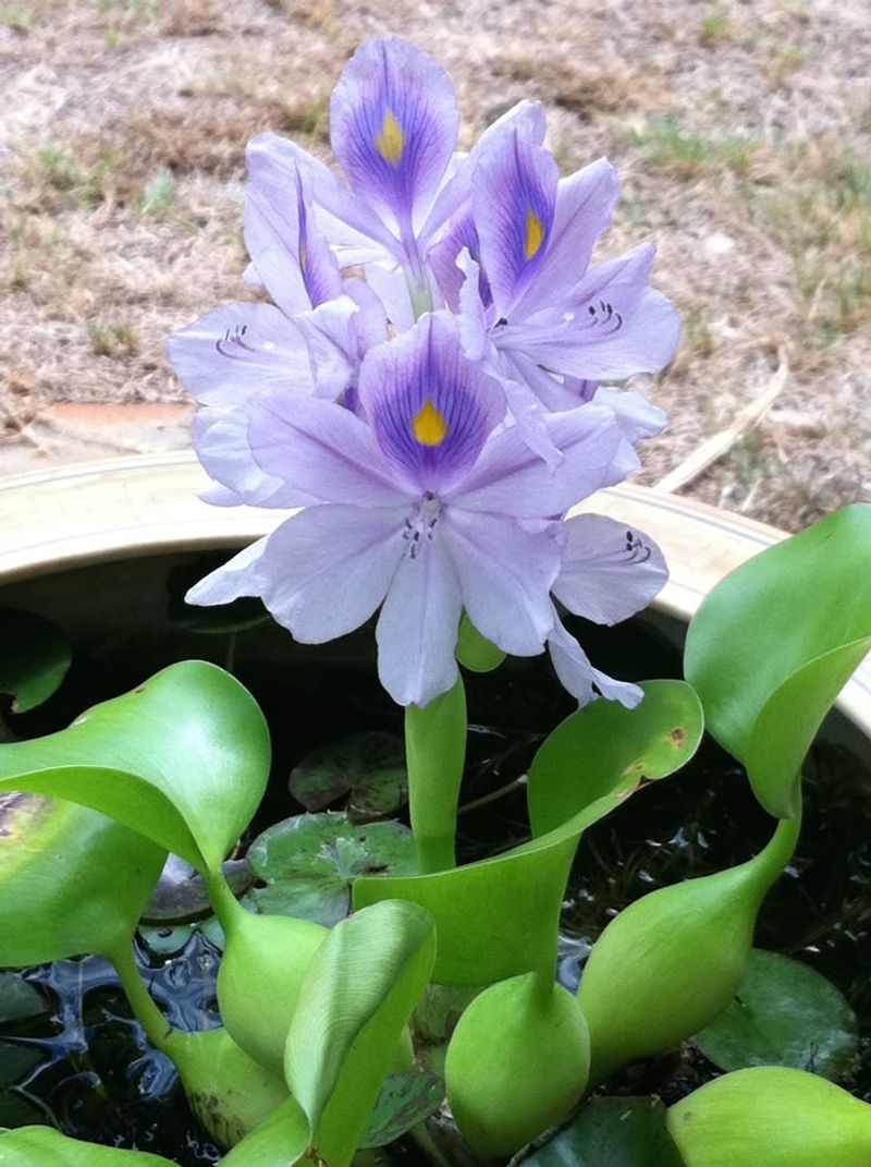 Water Hyacinth