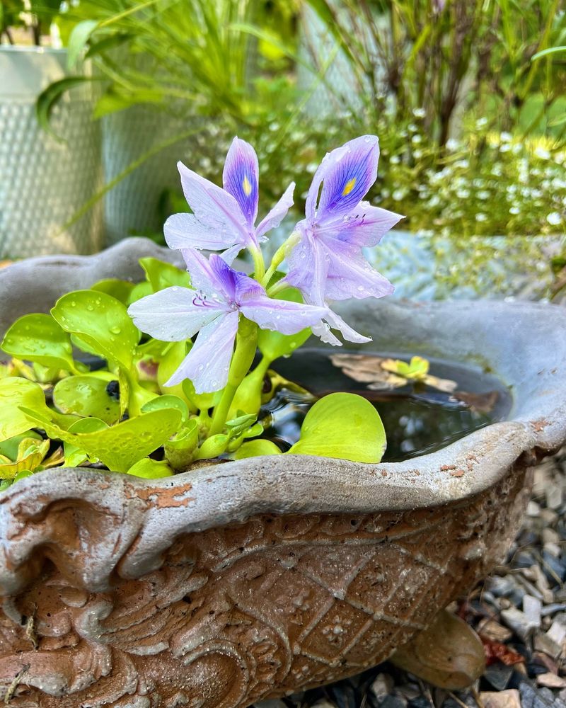 Water Hyacinth's Explosive Growth