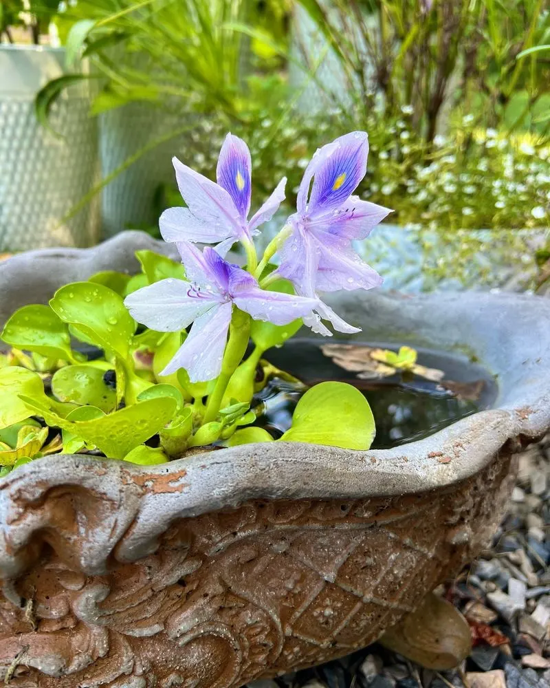 Water Hyacinth's Explosive Growth