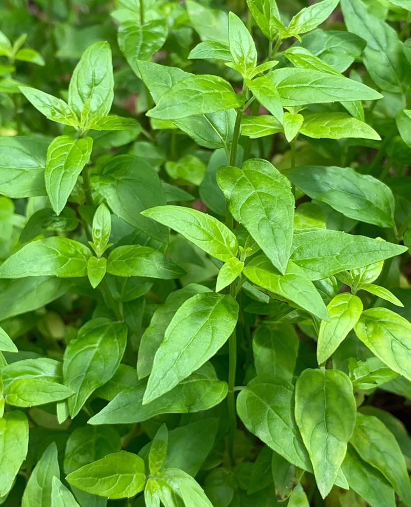 Water Mint