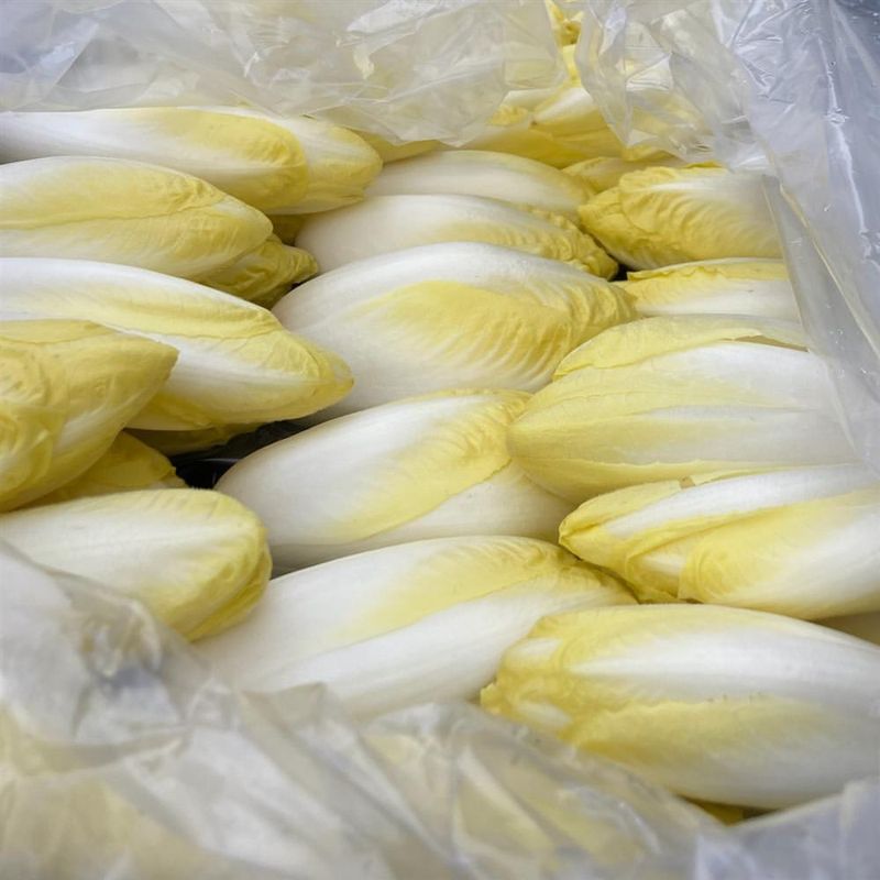 Endive
