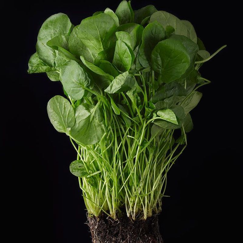 Watercress