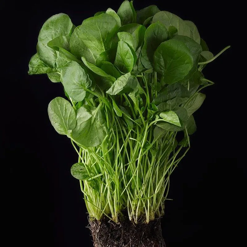 Watercress