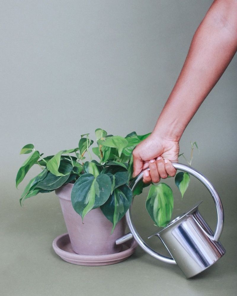 Watering