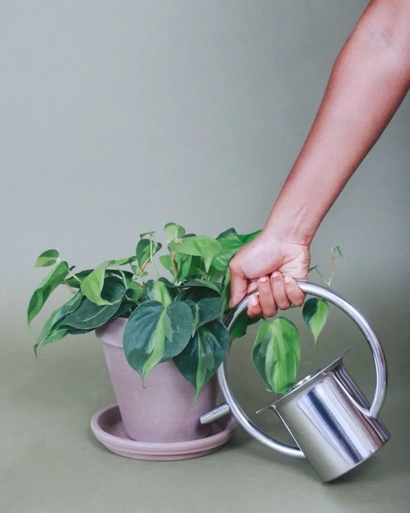 Watering