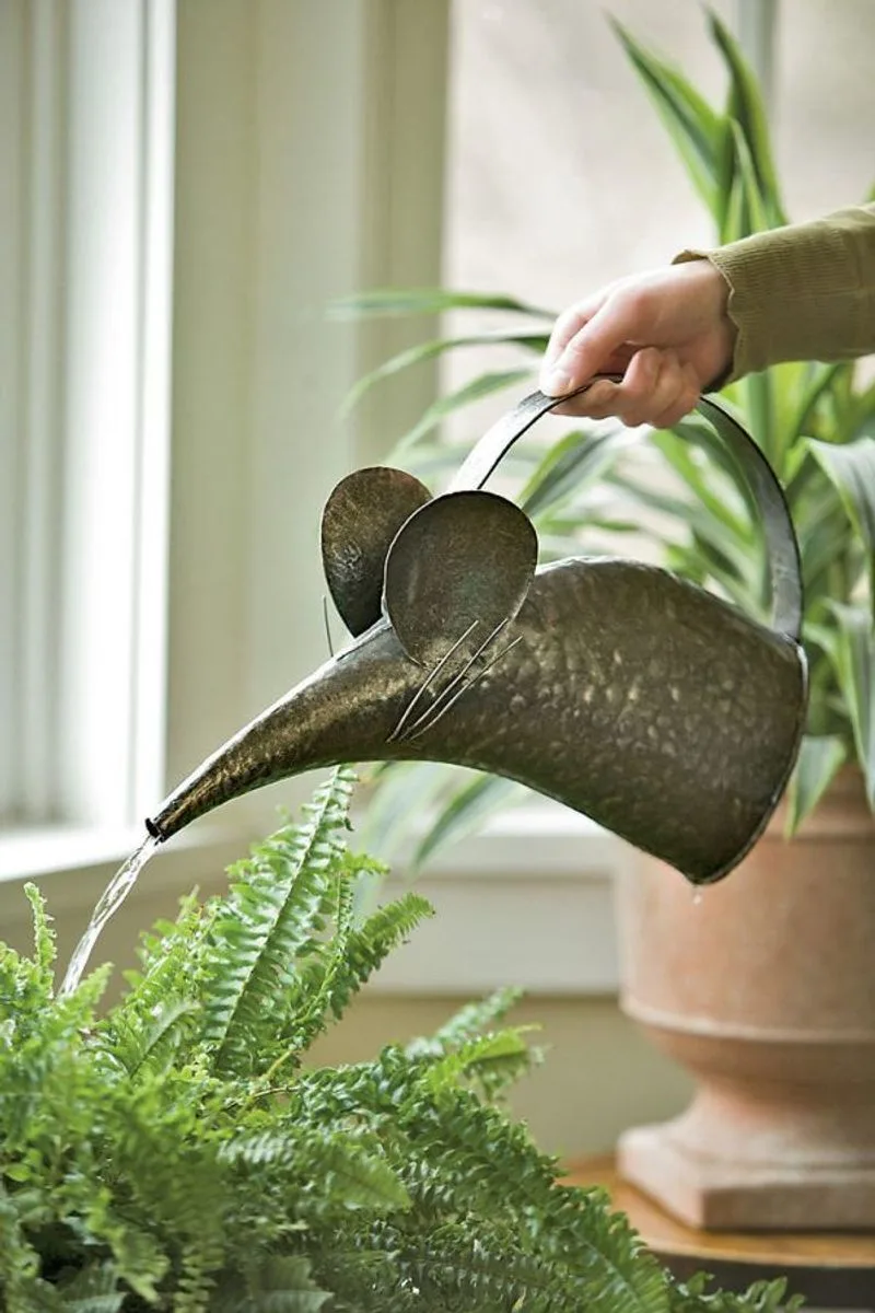 Watering Can Obsession
