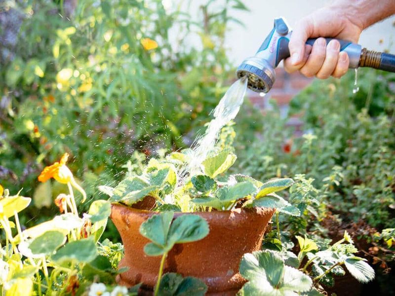 Watering During Midday Heat
